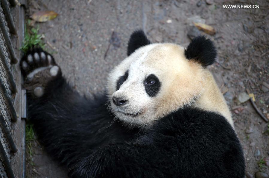 Pandas gigantes em cativeiro na China entram em época de acasalamento