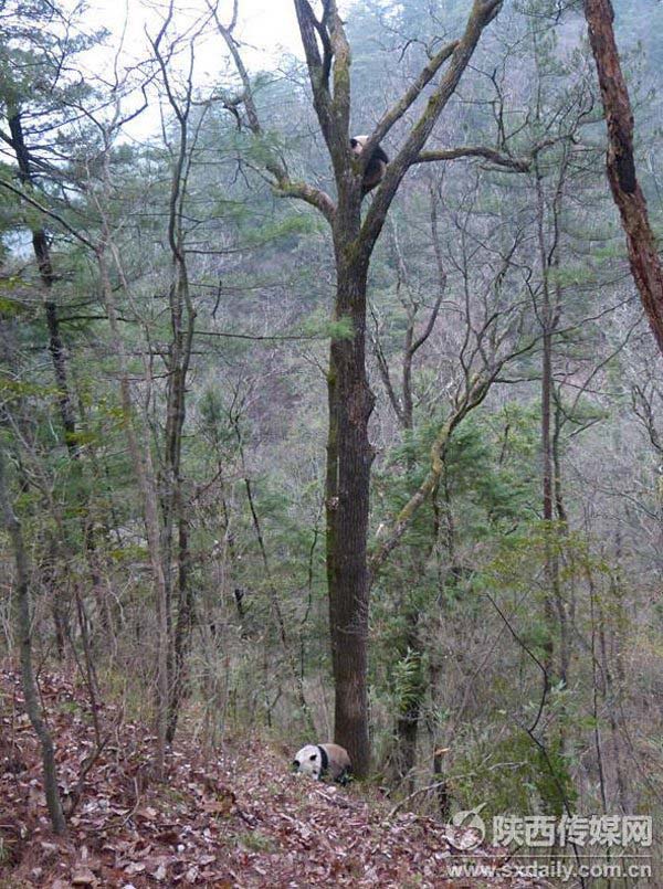 Imagens raras de pandas selvagens se acasalando são divulgadas