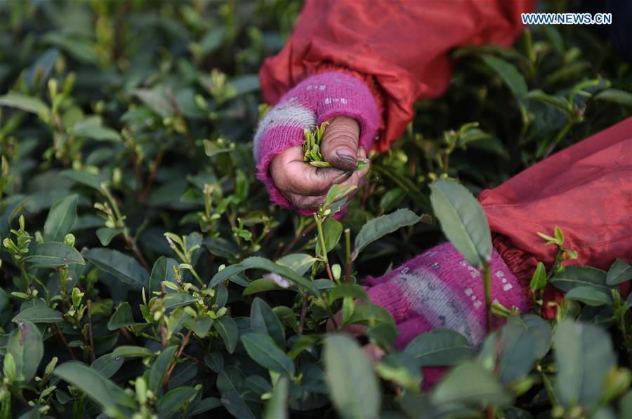 Inicia a colheita das folhas de Chá Longjing do Lago Oeste