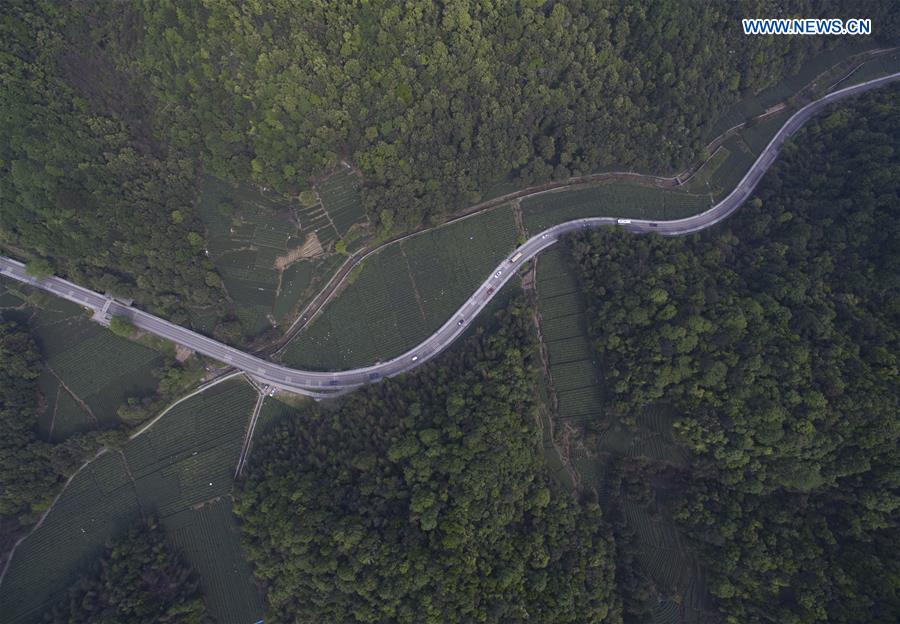 Inicia a colheita das folhas de Chá Longjing do Lago Oeste