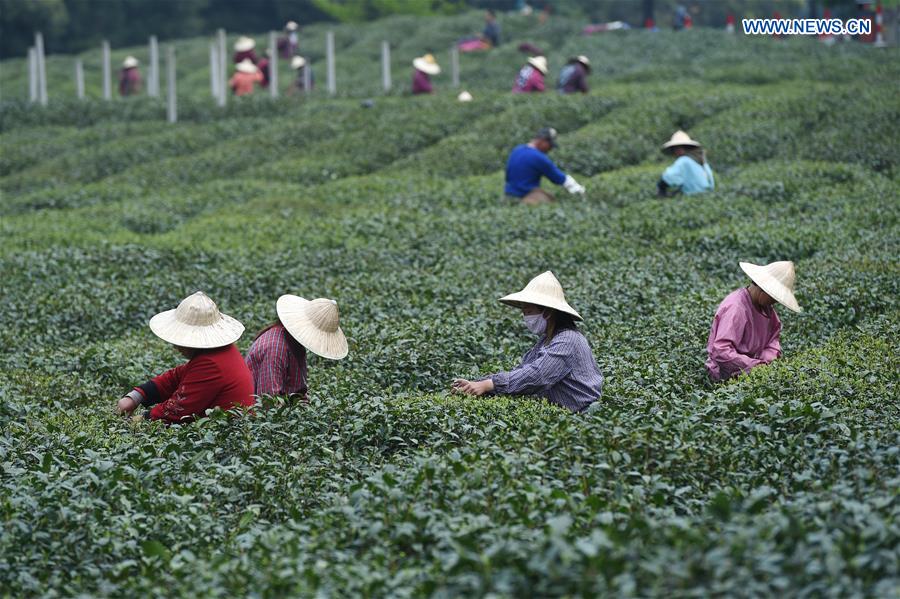 Inicia a colheita das folhas de Chá Longjing do Lago Oeste
