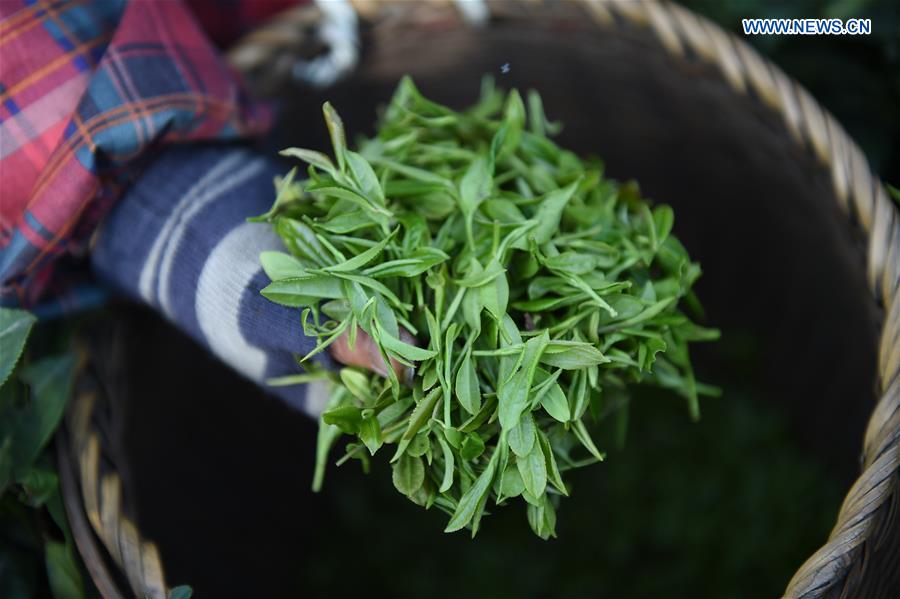 Inicia a colheita das folhas de Chá Longjing do Lago Oeste