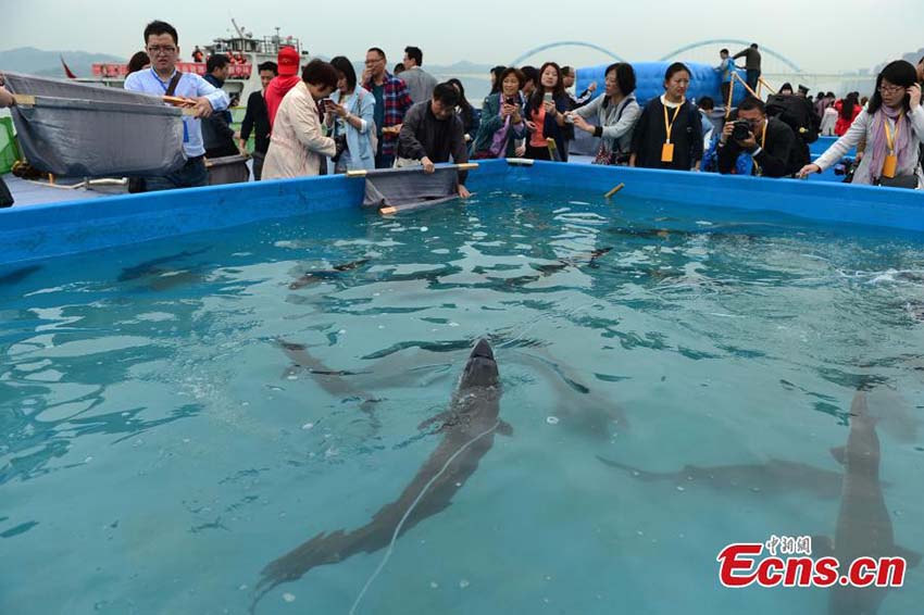 Esturjões em perigo de extinção são libertados no Rio Yangtzé