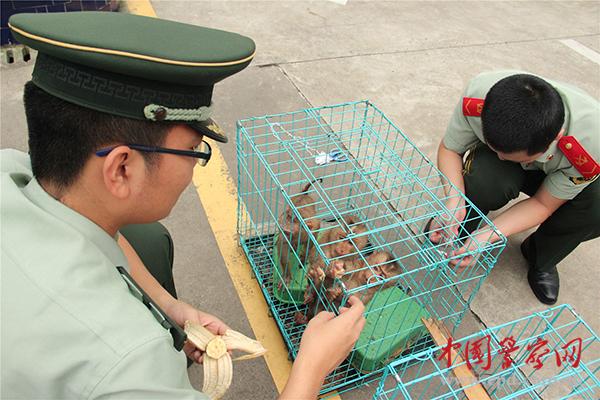 Polícia chinesa encontra 37 macacos em casa de viciado em drogas