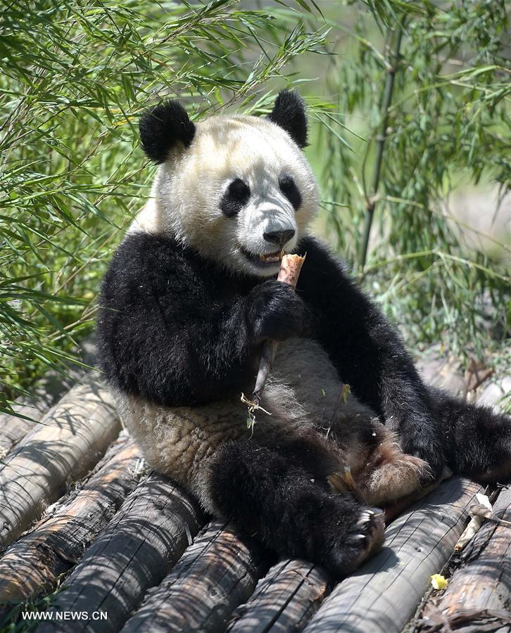 Novo parque de pandas gigantes entra em funcionamento