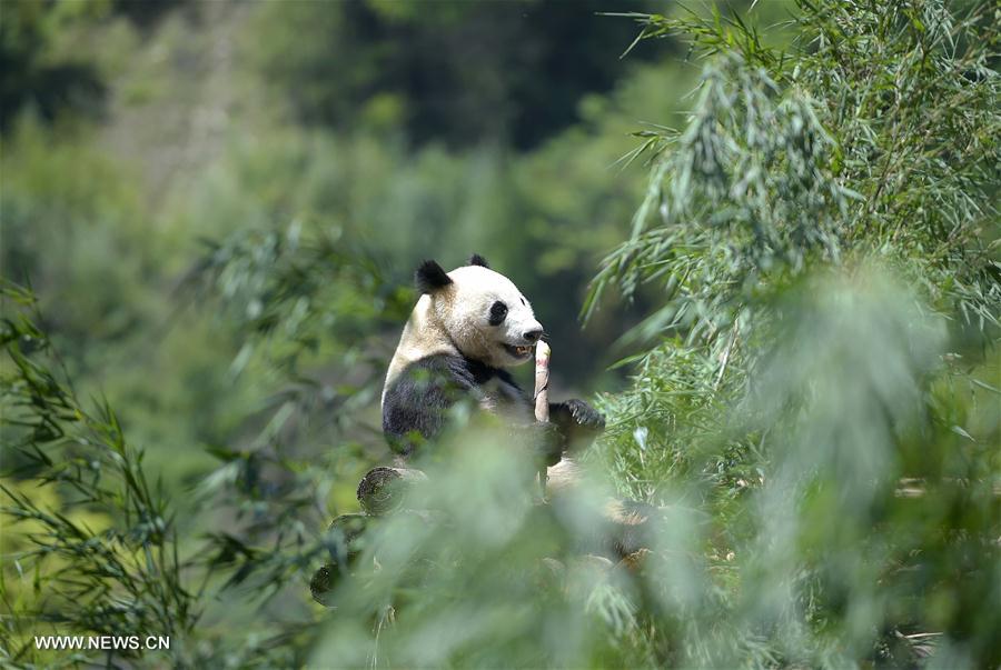 Novo parque de pandas gigantes entra em funcionamento