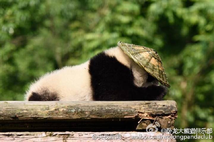 Filhote de panda parece ter saído do filme“Kung Fu Panda”
