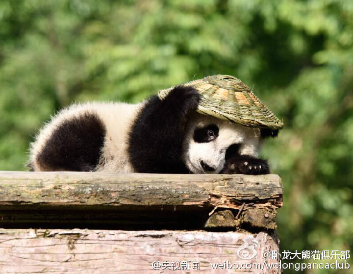 Filhote de panda parece ter saído do filme“Kung Fu Panda”