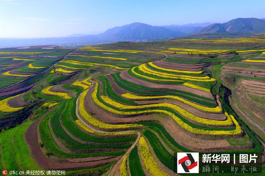 Inicia a estação das flores de canola no noroeste da China