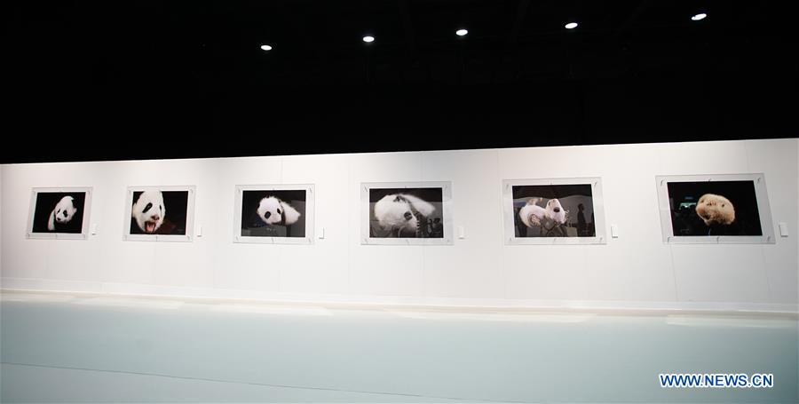 Exposição de arte alusiva ao panda será inaugurada em HK