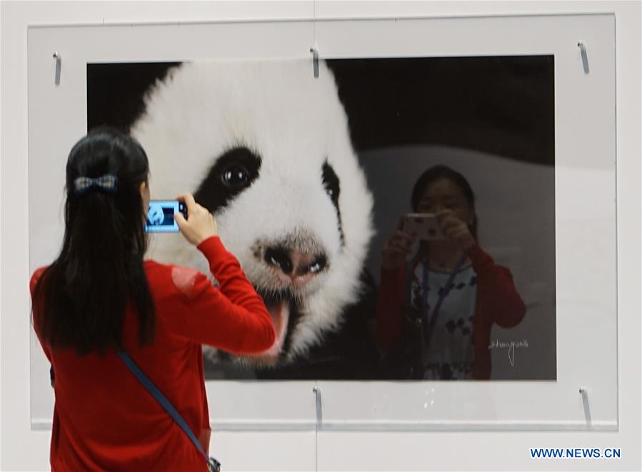 Exposição de arte alusiva ao panda será inaugurada em HK