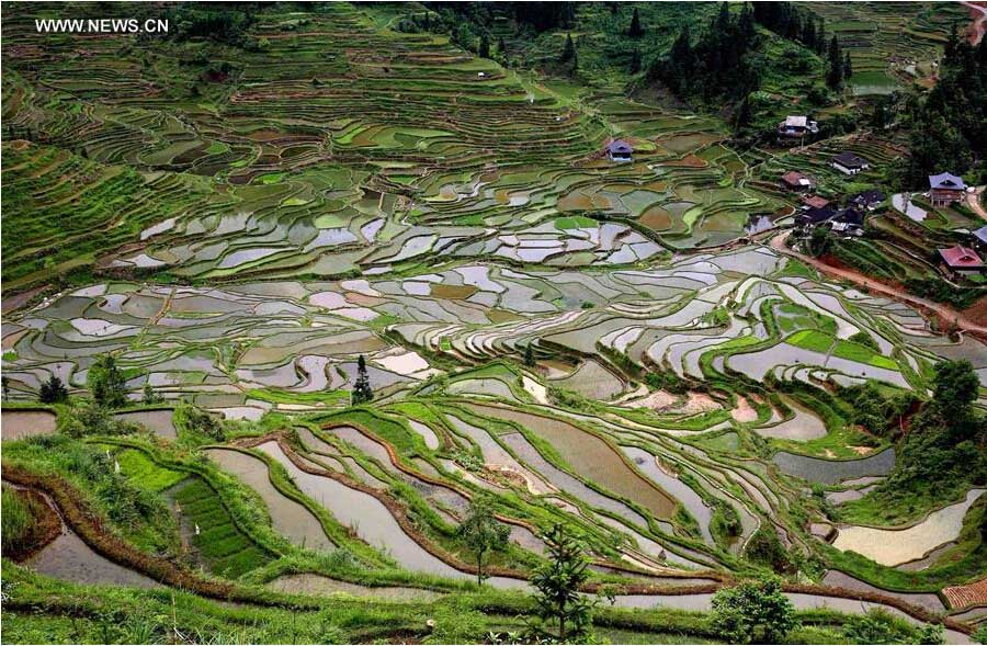 Terraços de arroz no sudoeste da China