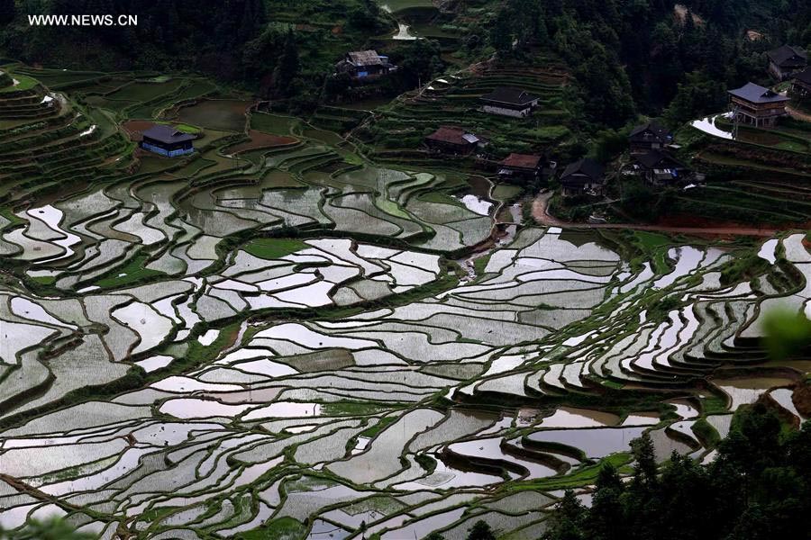 Terraços de arroz no sudoeste da China