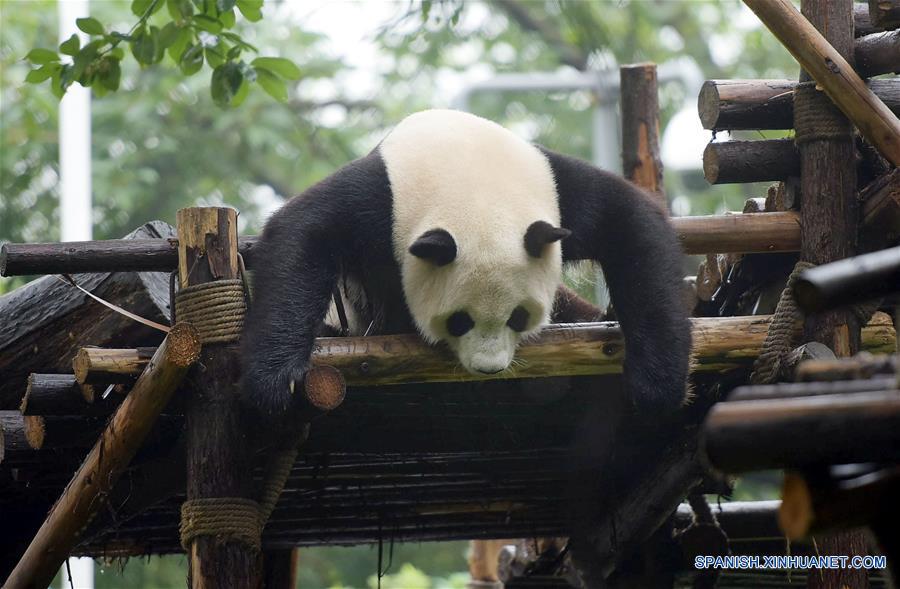 Número de pandas vivendo em cativeiro em Sichuan atinge 364 espécimes 