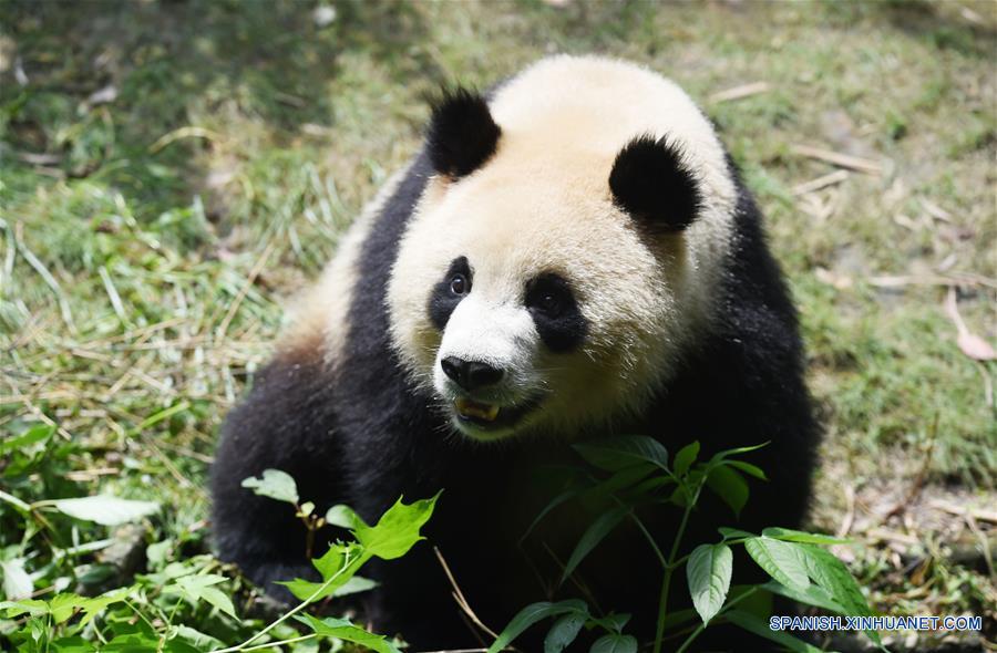 Número de pandas vivendo em cativeiro em Sichuan atinge 364 espécimes 