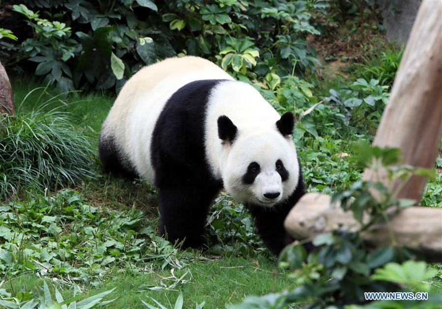 Ying Ying e Le Le: As estrelas do Parque Oceano de Hong Kong