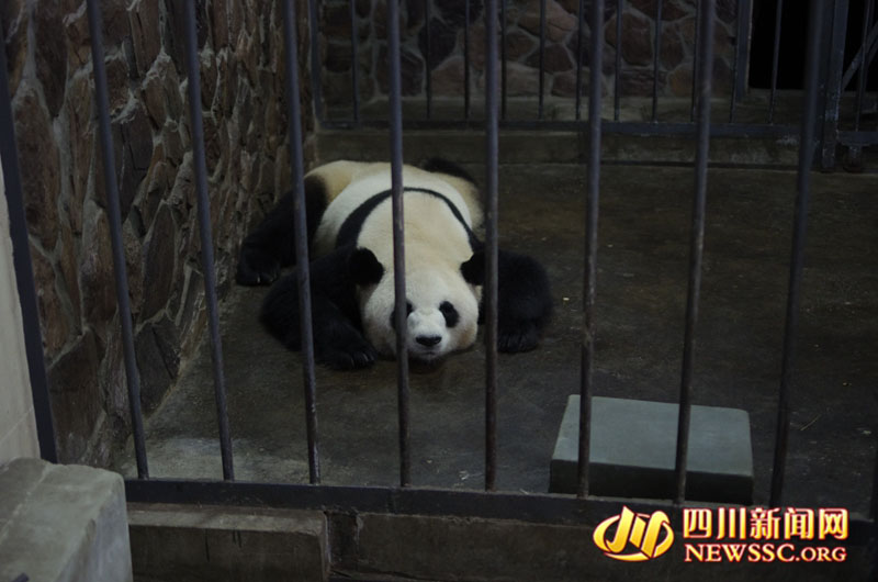 Panda nascido no Japão dá a luz na China