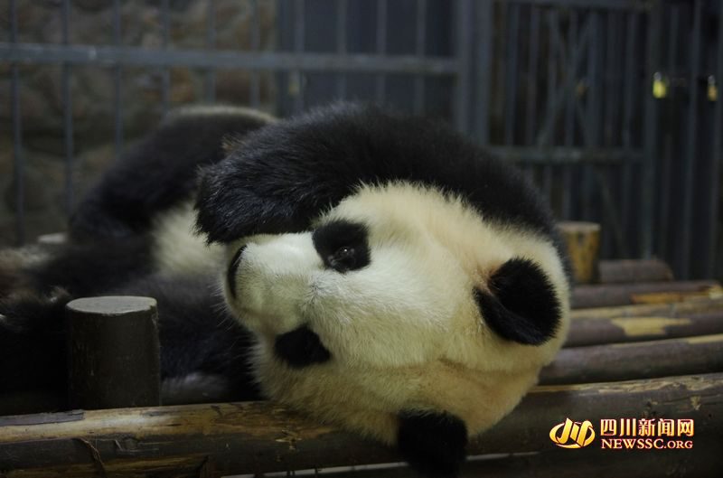 Panda gigante dá à luz gêmeas no sudoeste da China