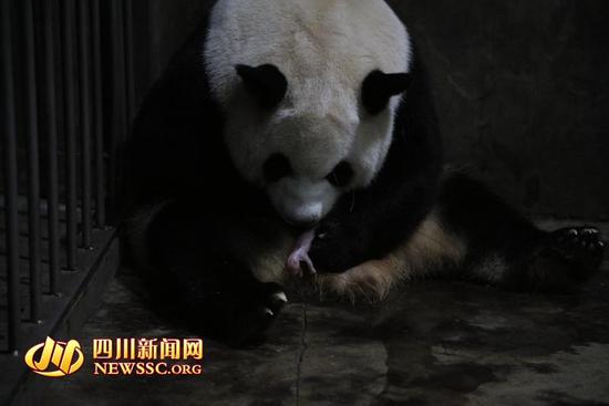 Panda dá à luz casal de gêmeos no sudoeste da China