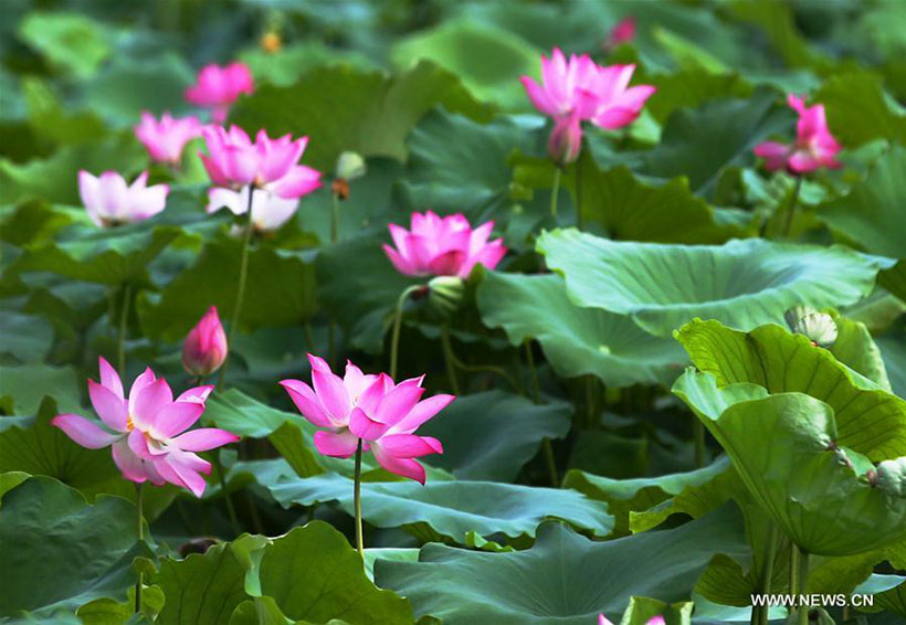 Flores de lótus desabrocham no sul da China