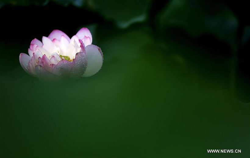 Flores de lótus desabrocham no sul da China