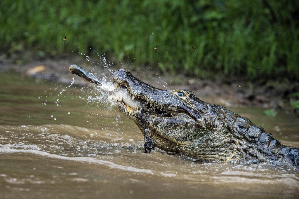 Fotógrafo captura momento em que jacaré “mata dois ‘peixes’ com uma cajadada só”