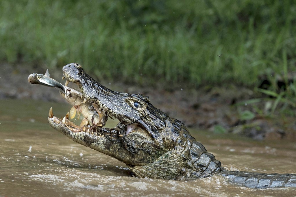 Fotógrafo captura momento em que jacaré “mata dois ‘peixes’ com uma cajadada só”