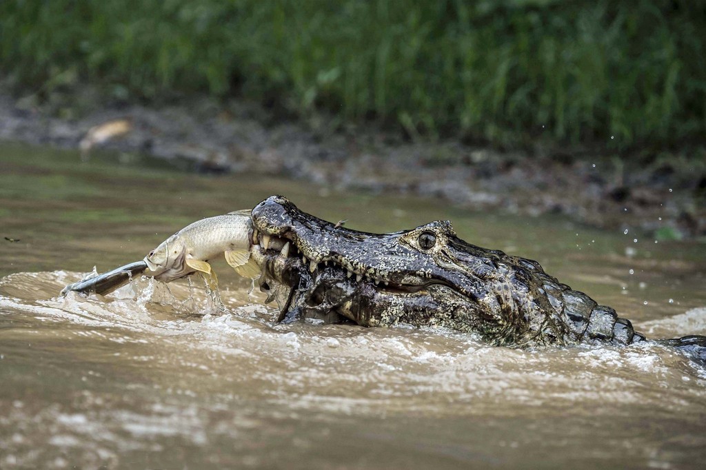 Fotógrafo captura momento em que jacaré “mata dois ‘peixes’ com uma cajadada só”