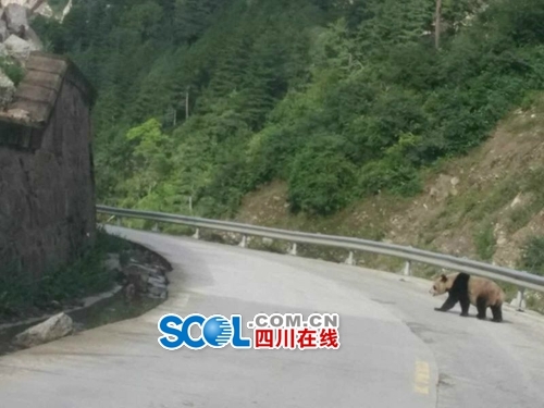 Dois pandas selvagens são vistos em rodovia no sudoeste da China