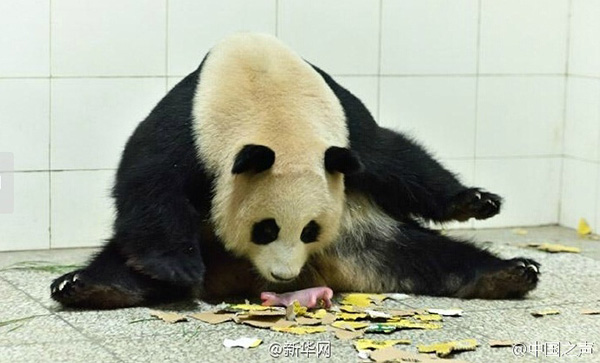 Pandas gigantes gêmeos nascem em reserva no sudoeste da China