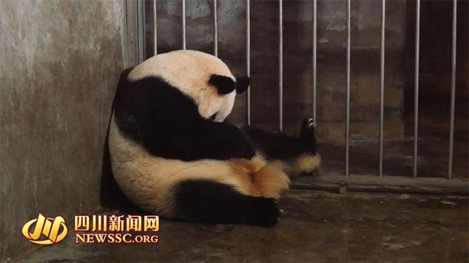 Pandas gêmeos nascem no sudoeste na China