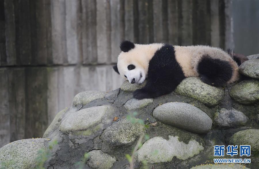 China continua luta pela proteção do panda gigante 