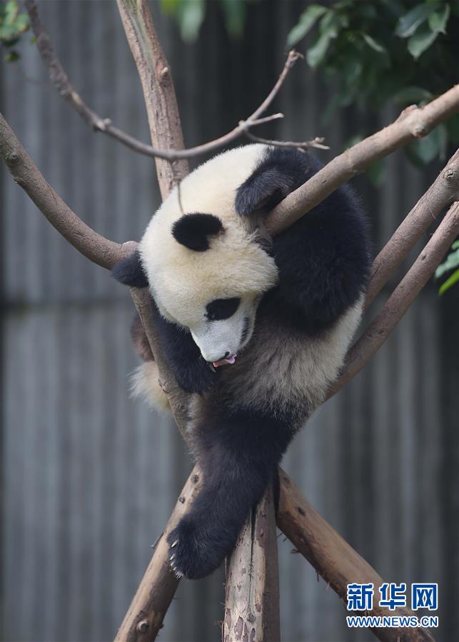 China continua luta pela proteção do panda gigante 