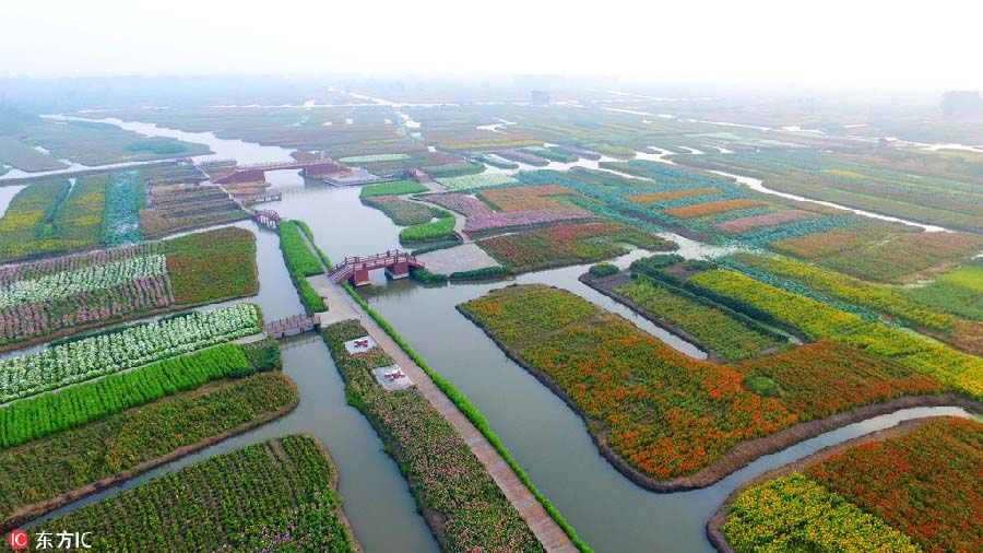Paisagens de malmequeres coloridos no leste da China