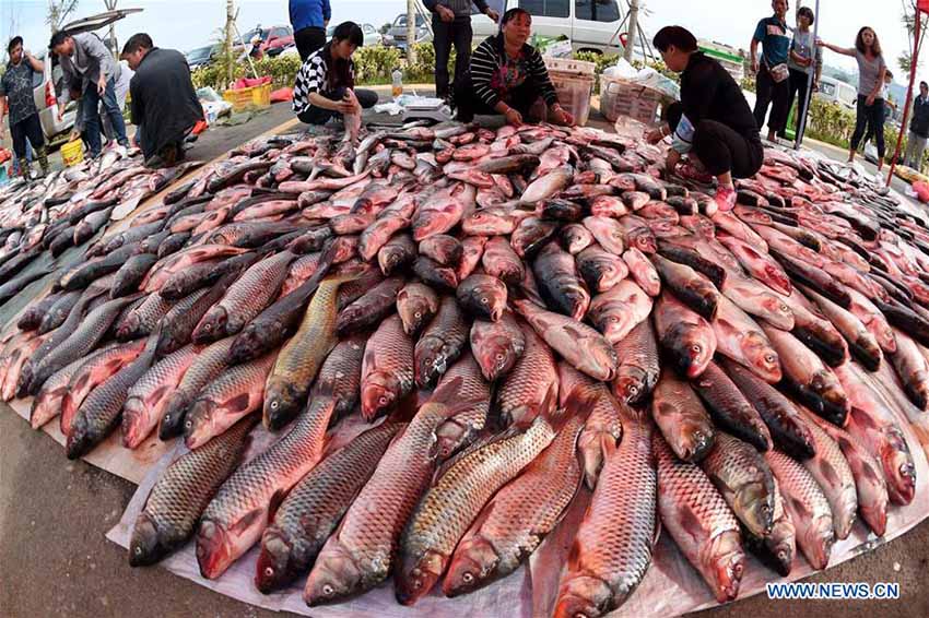 Lago Dianchi no sudoeste da China autoriza oficialmente atividade pesqueira