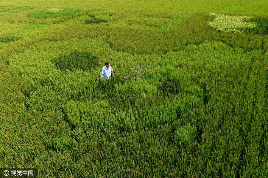 Agricultor cria mapa da China através da plantação de arroz colorido em Shanghai