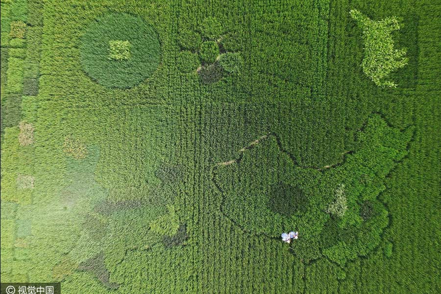 Agricultor cria mapa da China através da plantação de arroz colorido em Shanghai