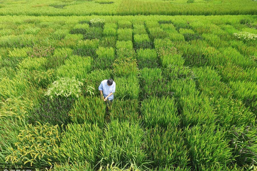 Agricultor cria mapa da China através da plantação de arroz colorido em Shanghai