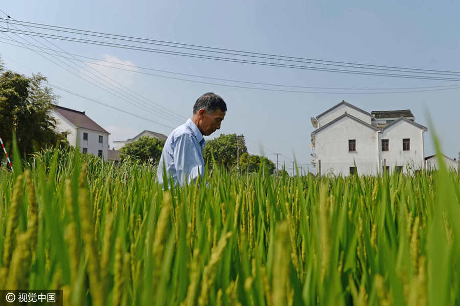 Agricultor cria mapa da China através da plantação de arroz colorido em Shanghai