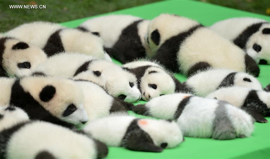 23 filhotes de panda gigante apresentados ao público em Chengdu