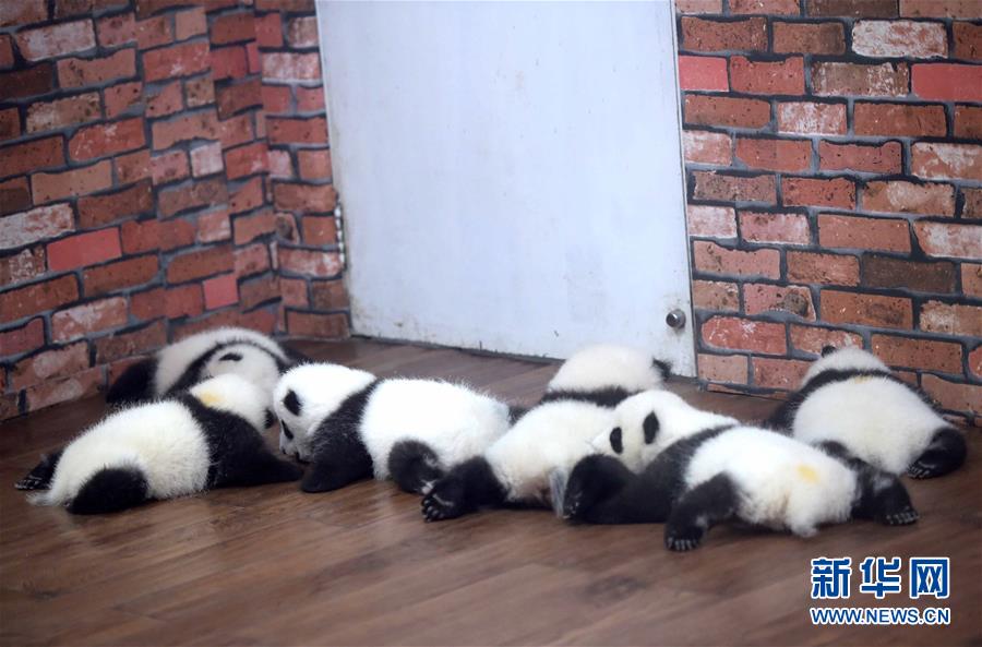 Conheça o “jardim infantil do panda gigante” em Chengdu