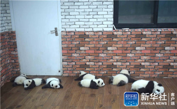 Conheça o “jardim infantil do panda gigante” em Chengdu