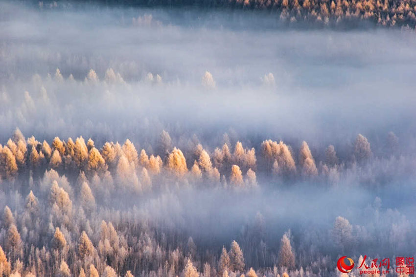 Cores e contornos da floresta Dahinggan