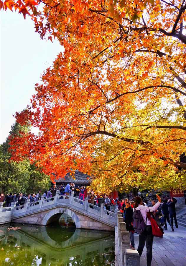 Turistas acorrem ao Parque Xiangshan para apreciar paisagem outonal