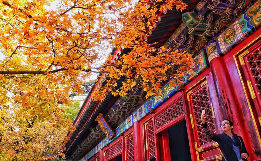 Turistas acorrem ao Parque Xiangshan para apreciar paisagem outonal