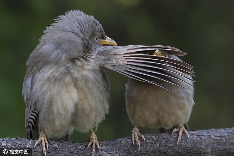 Galeria: Finalistas do Prêmio de Fotografia Cômica de Animais Selvagens 2016