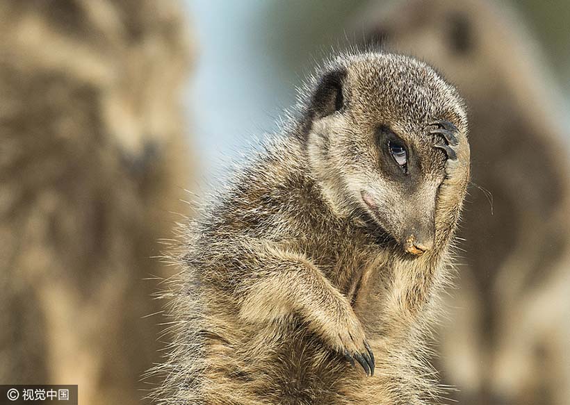 Galeria: Finalistas do Prêmio de Fotografia Cômica de Animais Selvagens 2016