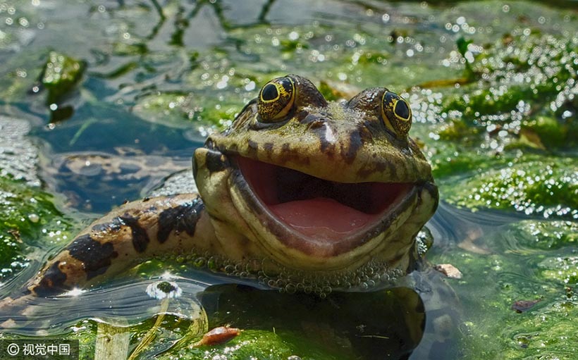 Galeria: Finalistas do Prêmio de Fotografia Cômica de Animais Selvagens 2016