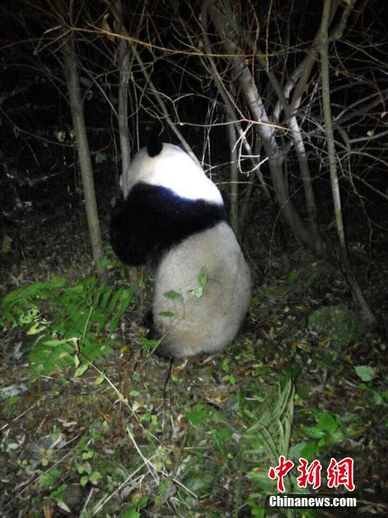 Panda selvagem salvo após entrar acidentalmente em estação hidrelétrica