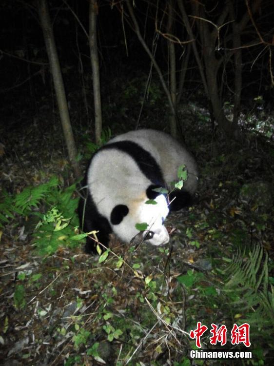 Panda selvagem salvo após entrar acidentalmente em estação hidrelétrica